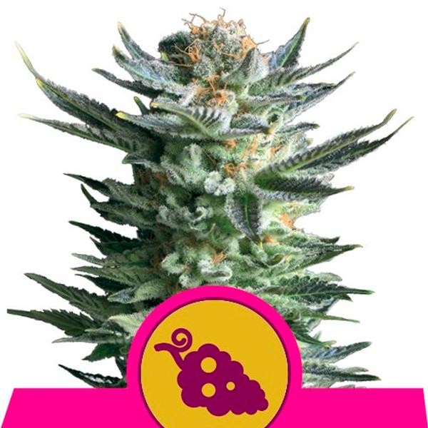 Fruit Spirit fem. Royal Queen