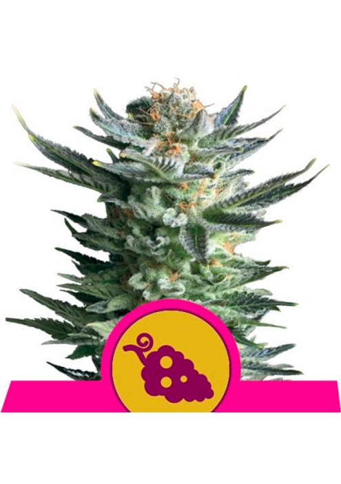 Fruit Spirit fem. Royal Queen