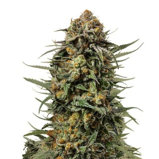 Gelato 44 fem. Royal Queen x Tyson 2.0