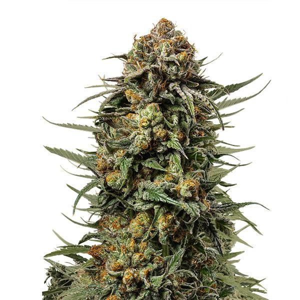Gelato 44 fem. Royal Queen x Tyson 2.0