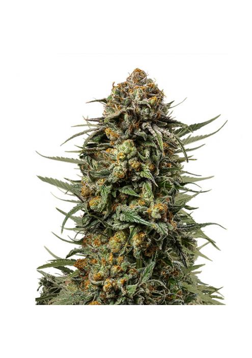 Gelato 44 fem. Royal Queen x Tyson 2.0