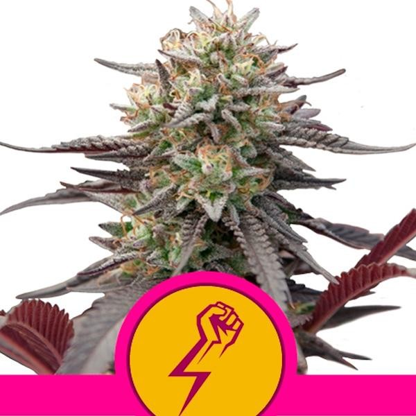 Green Punch fem. Royal Queen