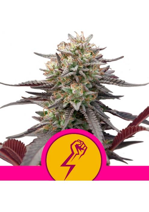 Green Punch fem. Royal Queen