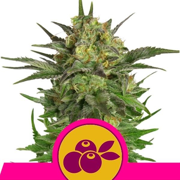 Haze Berry fem. Royal Queen