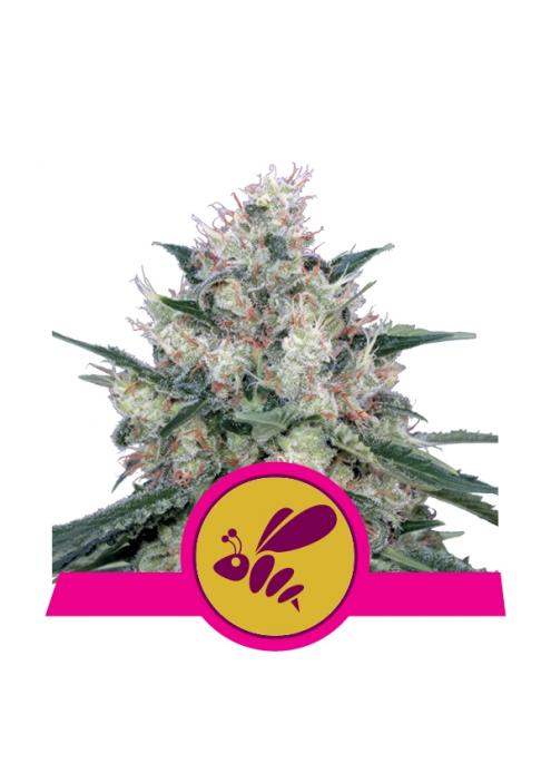 Honey Cream - Fast fem. Royal Queen