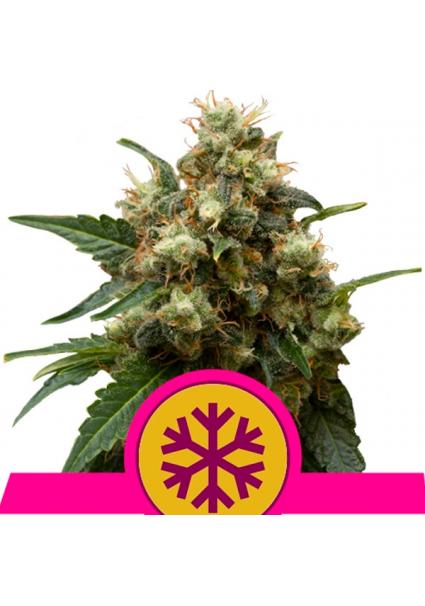 Ice fem. Royal Queen