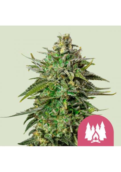 Larry OG fem. Royal Queen