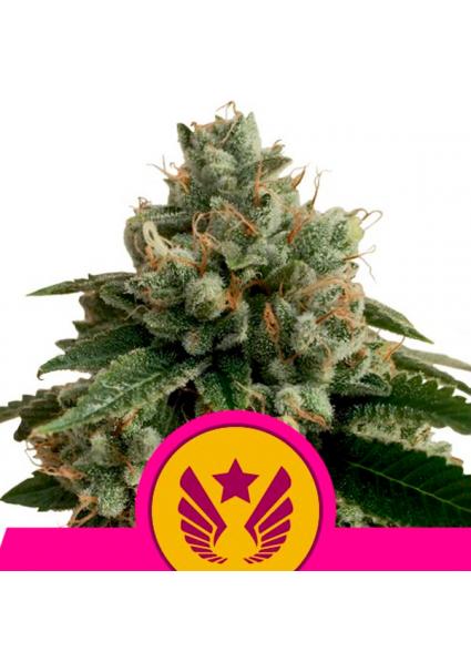 Legendary Punch fem. Royal...