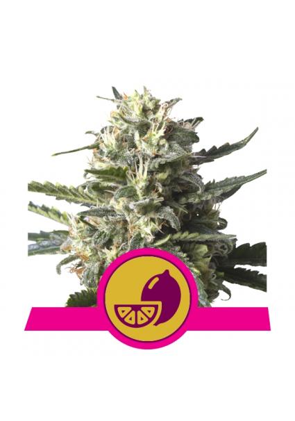 Lemon Shining Silver Haze...