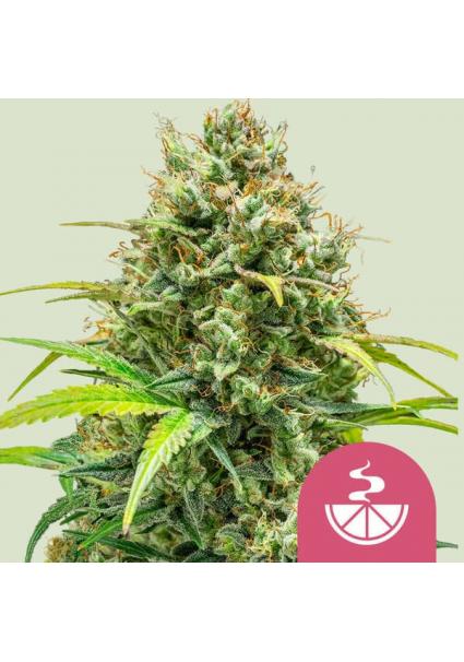 Lemon Skunk fem. Royal Queen