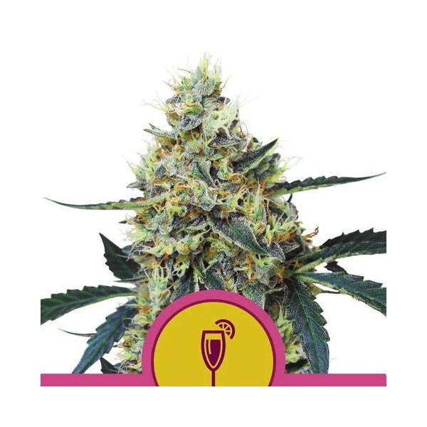 Mimosa fem. Royal Queen