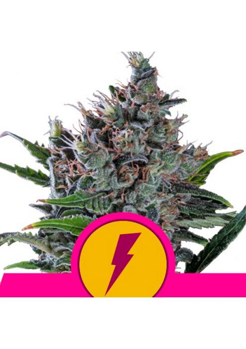 North Thunderfuck fem. Royal Queen