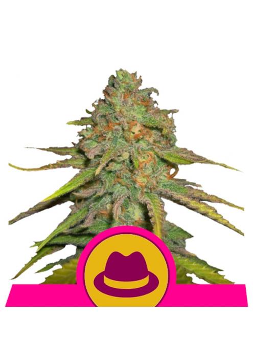 Og Kush fem. Royal Queen