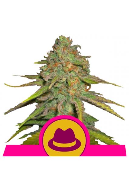 Og Kush fem. Royal Queen