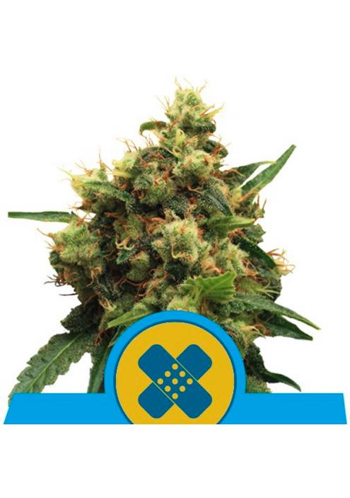 Painkiller XL fem. Royal Queen