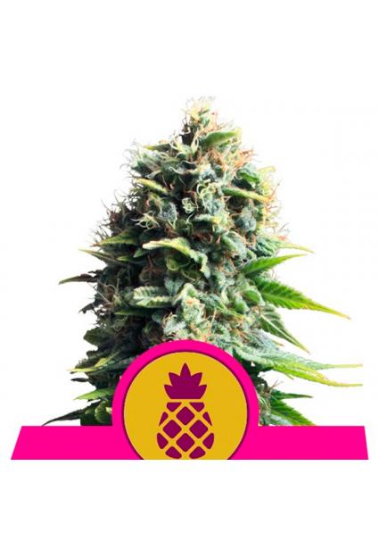 Pineapple Kush fem. Royal...