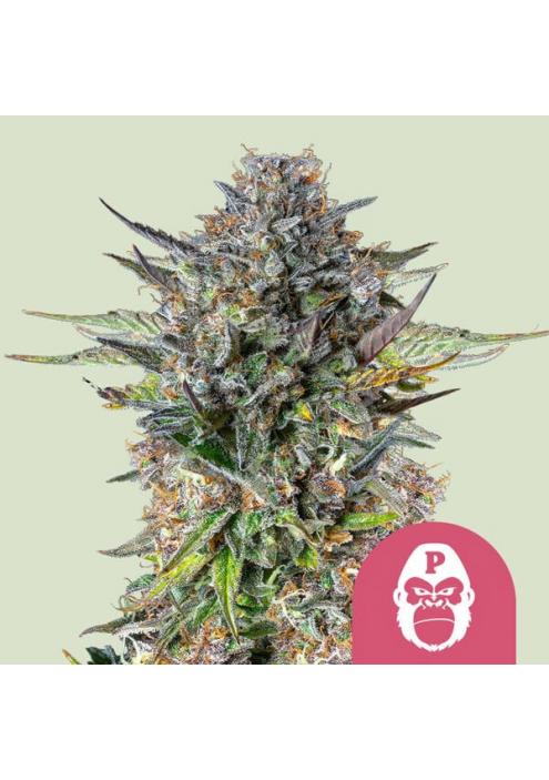 Pink Gorilla fem. Royal Queen