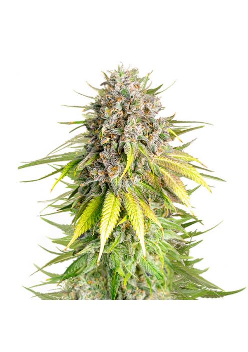 Punch Pie fem. Royal Queen x Tyson 2.0