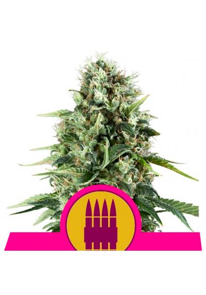 Royal Ak fem. Royal Queen