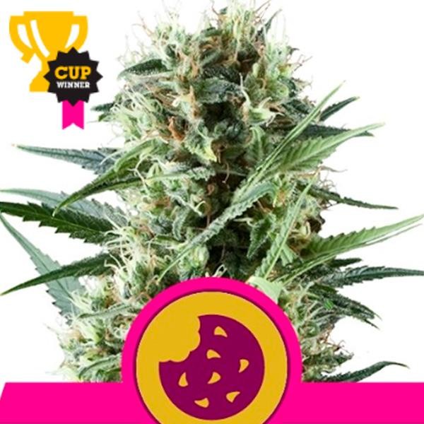 Royal Cookies fem. Royal Queen