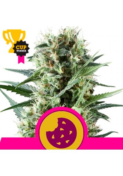 Royal Cookies fem. Royal Queen