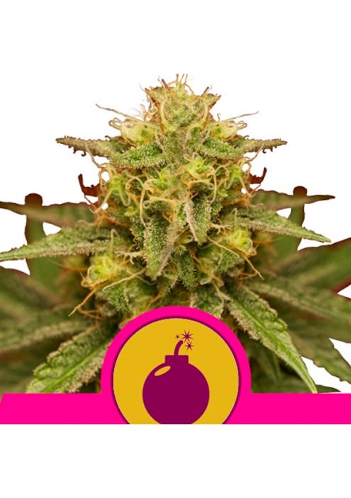 Royal Domina fem. Royal Queen