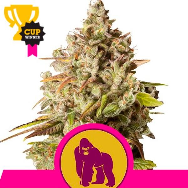 Royal Gorilla fem. Royal Queen