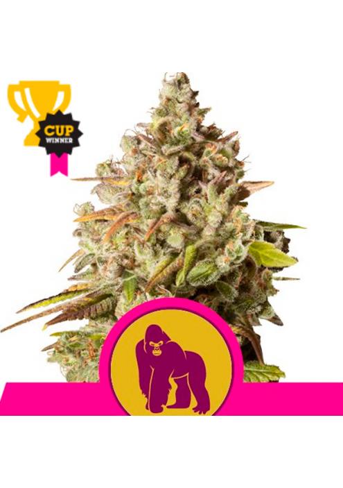 Royal Gorilla fem. Royal Queen