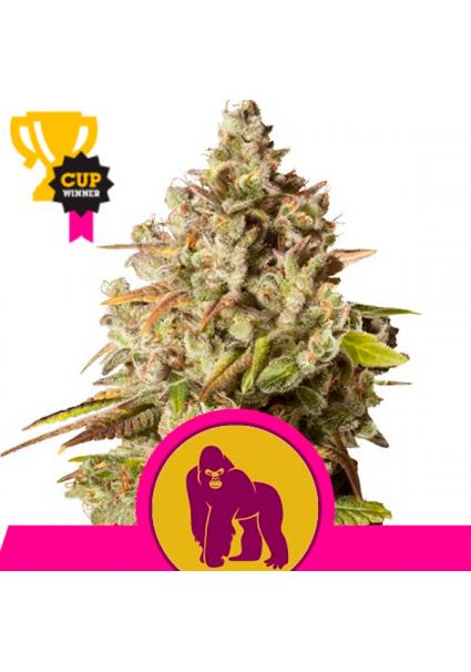 Royal Gorilla fem. Royal Queen