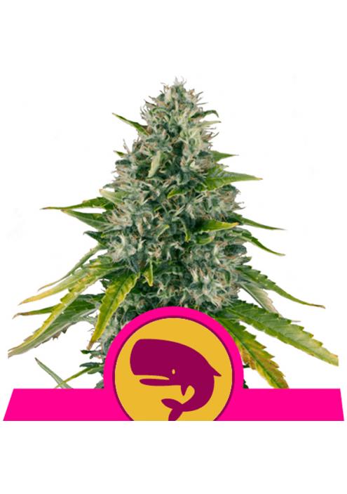 Royal Moby fem. Royal Queen