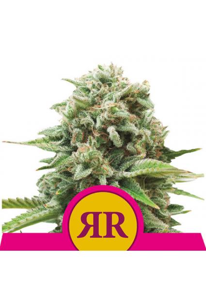 Royal Runtz fem. Royal Queen