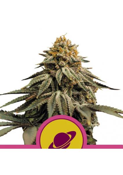 Royal Skywalker fem. Royal...