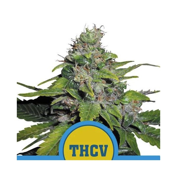 Royal THCV fem. Royal Queen