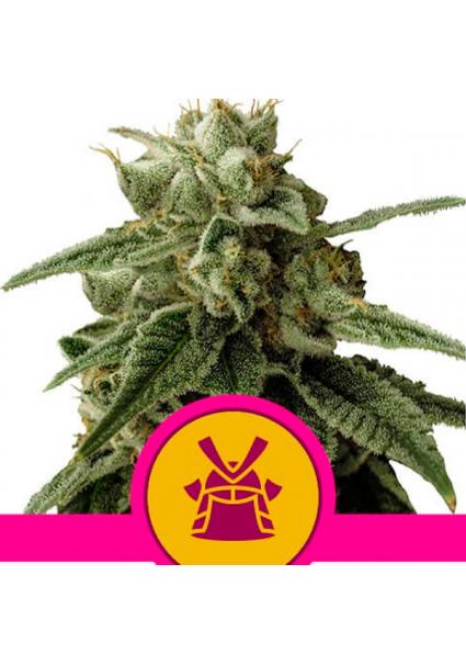 Shogun fem. Royal Queen