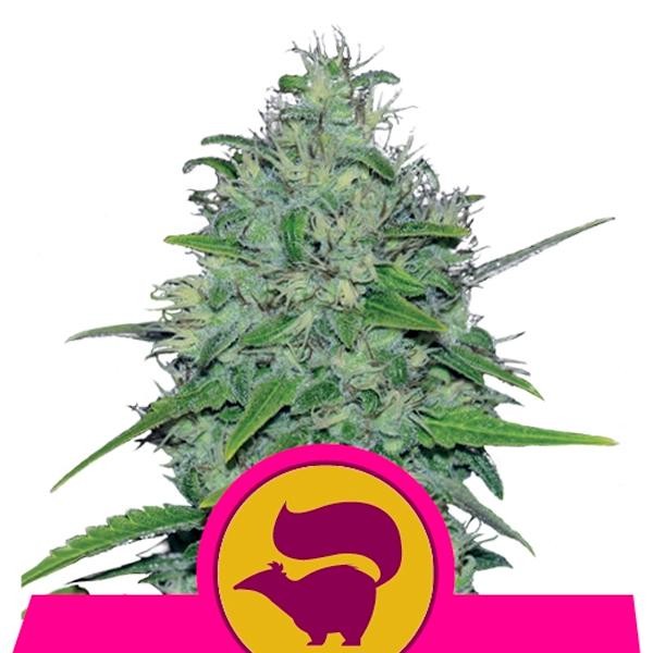 Skunk XL fem. Royal Queen