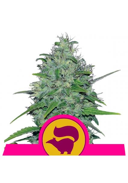 Skunk XL fem. Royal Queen