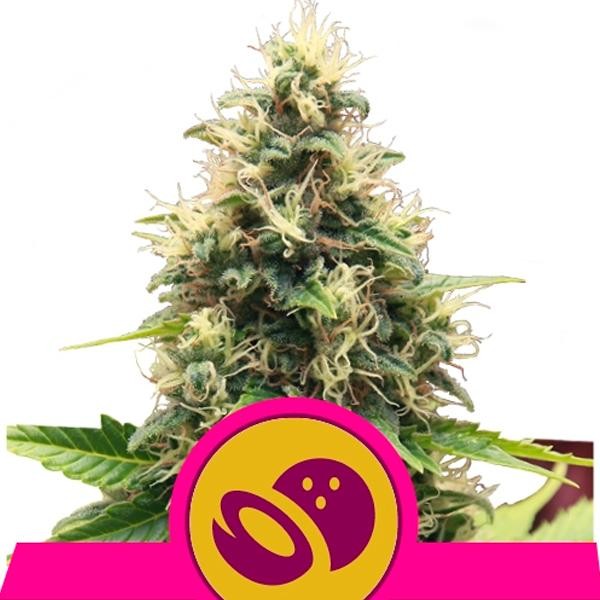 Somango XL fem. Royal Queen