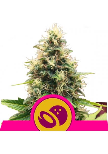 Somango XL fem. Royal Queen