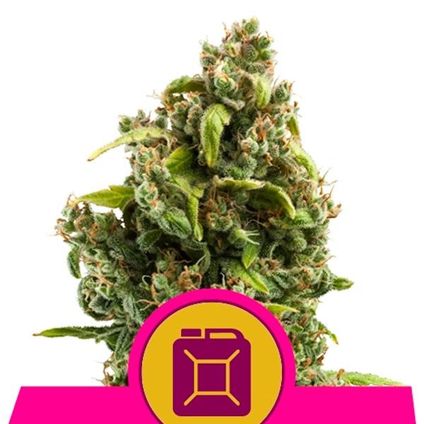 Sour Diesel fem. Royal Queen