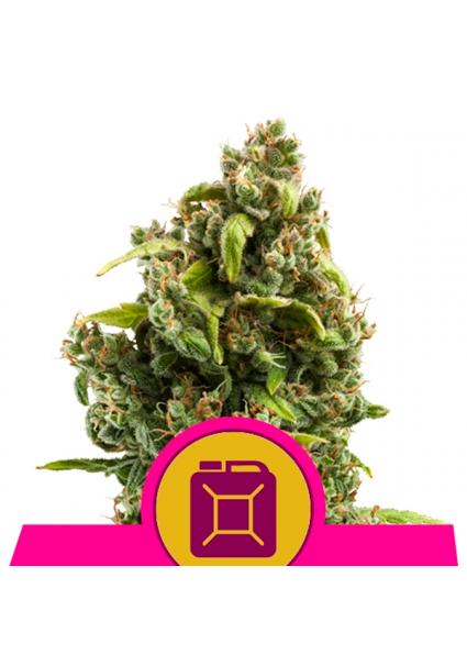 Sour Diesel fem. Royal Queen