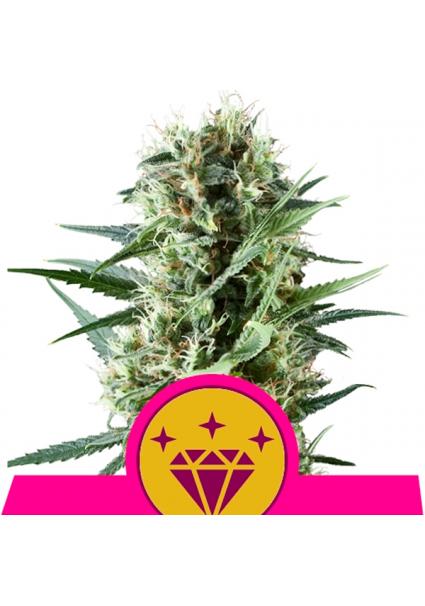 Special Kush N1 fem. Royal...