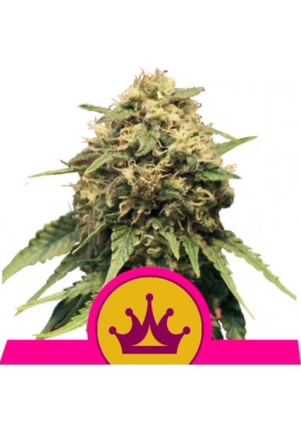 Special Queen N1 fem. Royal...