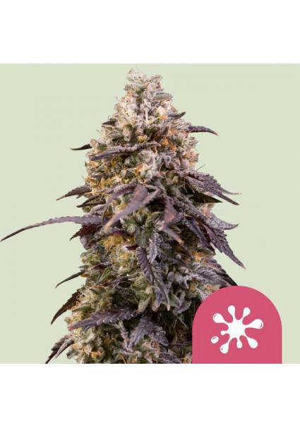 Sticky Queen   fem. Royal...