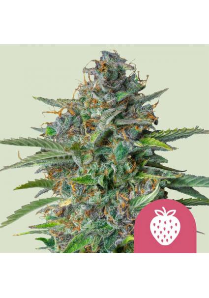 Strawberry Cough fem. Royal...