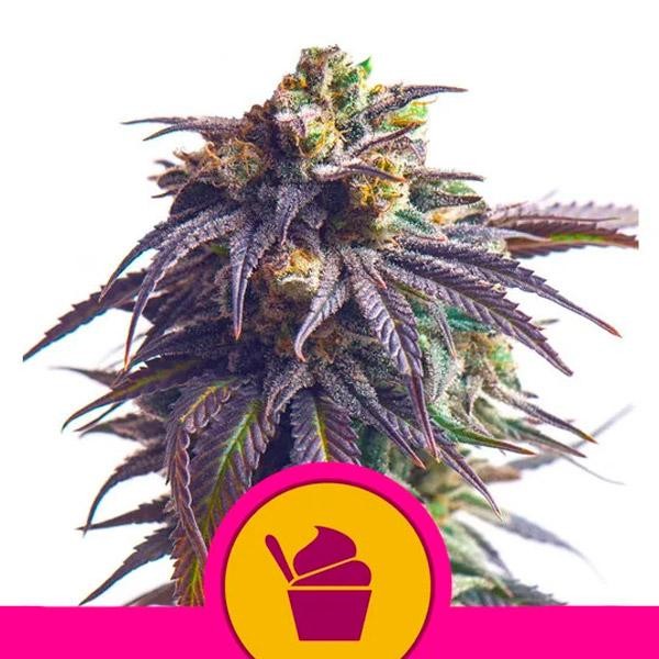 Sundae Driver fem. Royal Queen