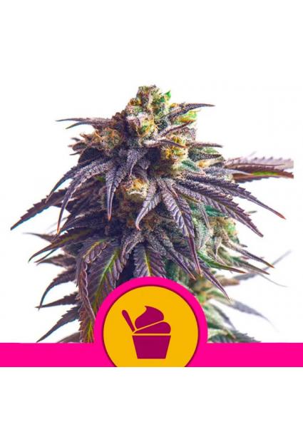 Sundae Driver fem. Royal Queen