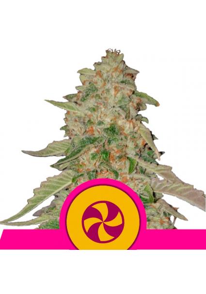 Sweet Zkittlez fem. Royal...