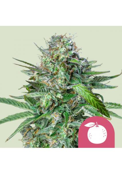 Tangie fem. Royal Queen