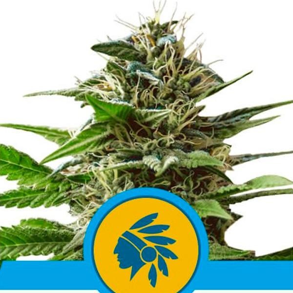 Tatanka Pure CBD fem. Royal Queen
