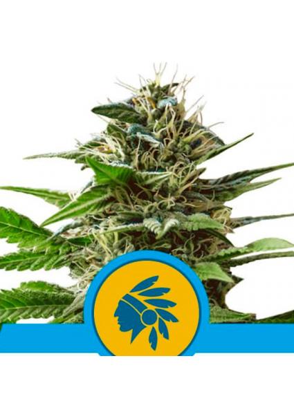 Tatanka Pure CBD fem. Royal...